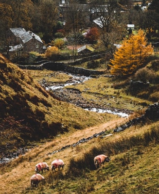 A stream winding towards a small village surrounded by nature